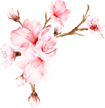 Sakura Branch