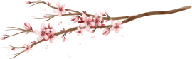 Cherry Blossom Branch