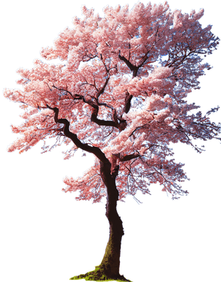 Sakura